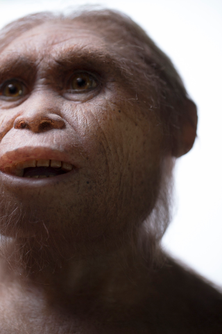 Reconstruction of Homo floresiensis by Atelier Elisabeth Daynes. (Image: Kinez Riza)